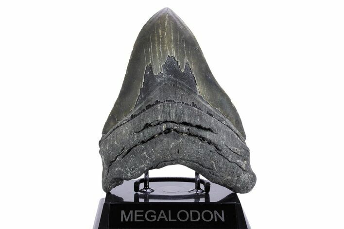 Serrated, Fossil Megalodon Tooth - North Carolina #347115
